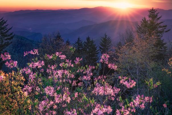 Mountains and flowers@jc.schultz.landscapes