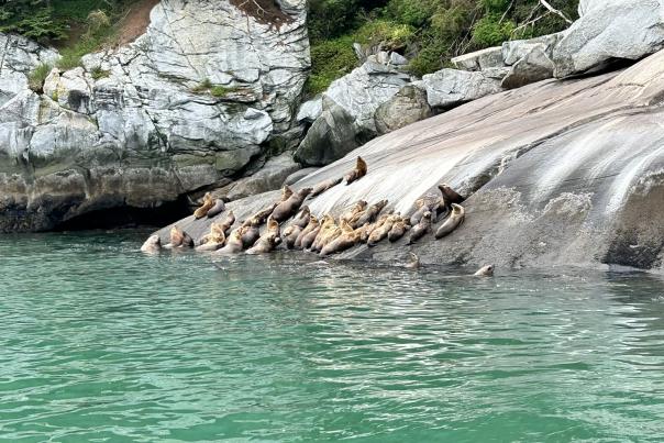 Sea Lions