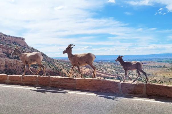 Three Desert Bighorn Sheep Walking Along Rim Rock Drive