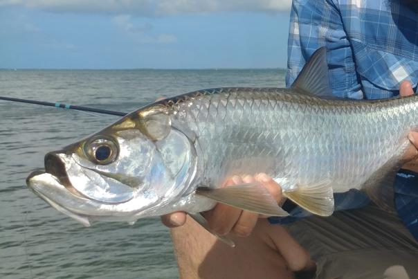 Capt. Josh Greer holding a small tarpon