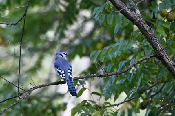 Blue Jay sitting on a branch in a tree