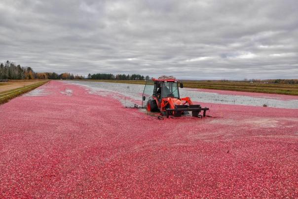 A piece of farm equipment harvesting red cranberries in a flooded bog