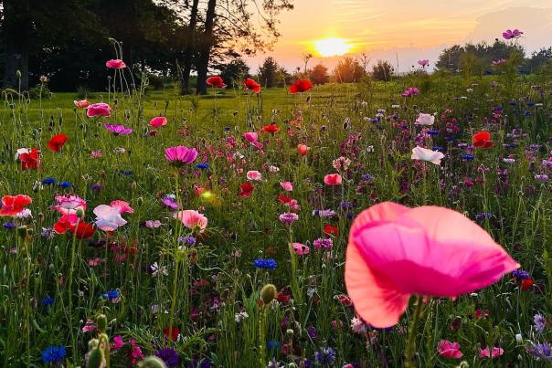 Flower Farms