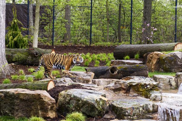 Updates to Tiger Forest - Fort Wayne Children's Zoo