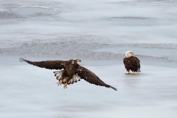 2 bald eagles on the shores of Onondaga Lake