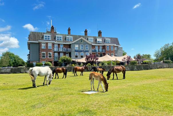 Ponies grazing outside Balmer Lawn Hotel in the New Forest