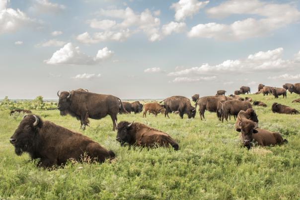 a herd of bison in a green pasture