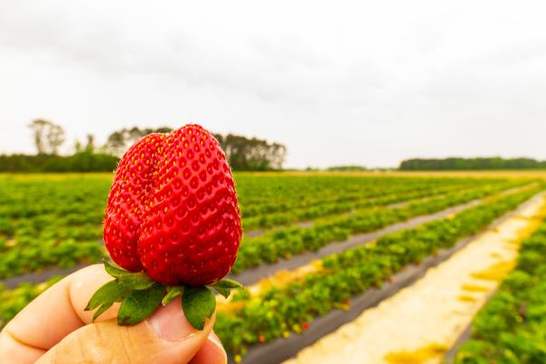 Picking berries at WDW Farm in Princeton.