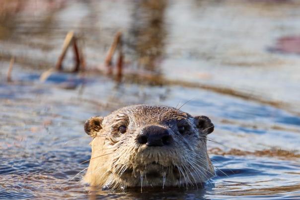 River Otter by Philip Stelly