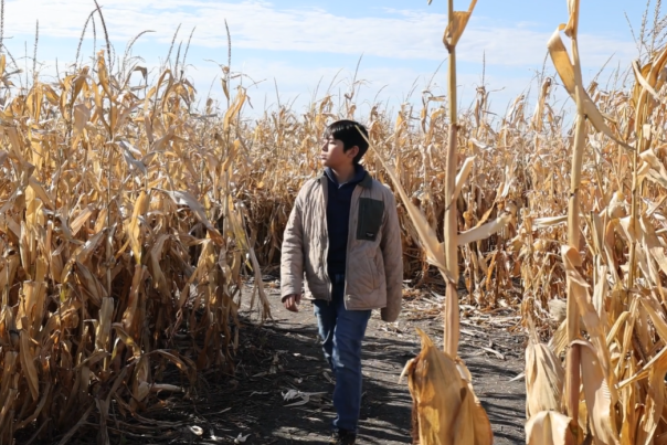 teenager walking through a corn maze