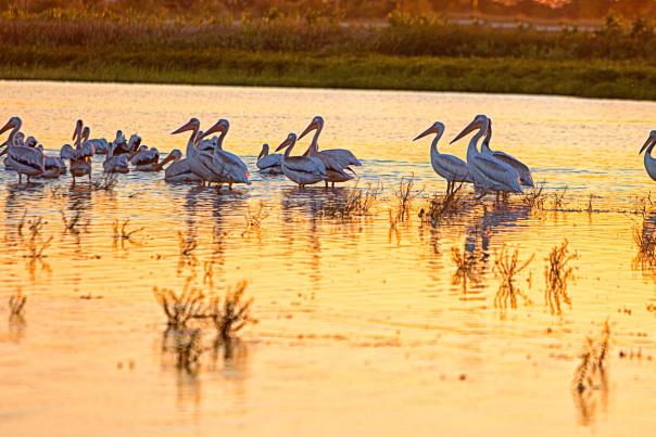 Birds at Wetlands