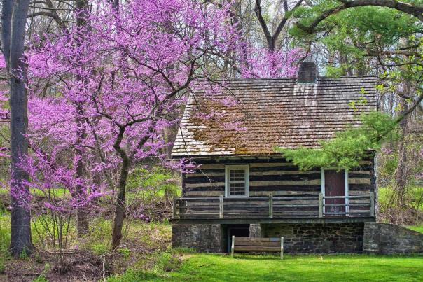 Trees bloom around Hunter's Cabin