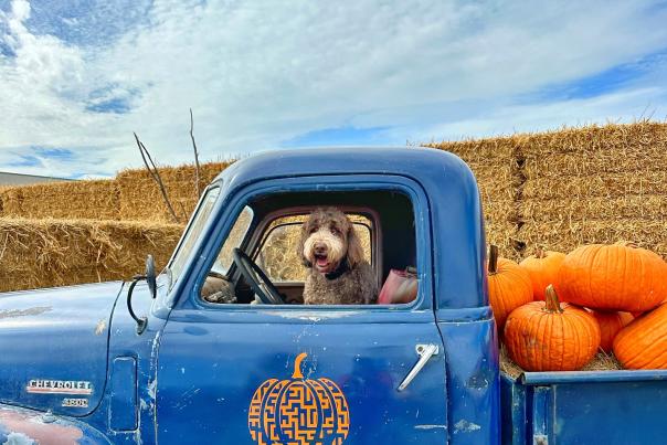 dog in great straw maze branded truck