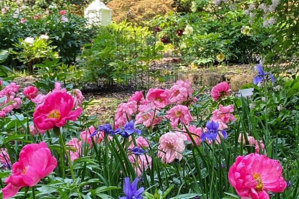 Peonies Blooming at Winterthur