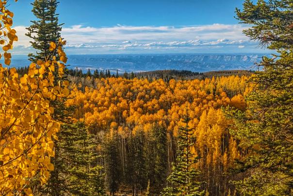 View of Fall Colors on the Grand Mesa