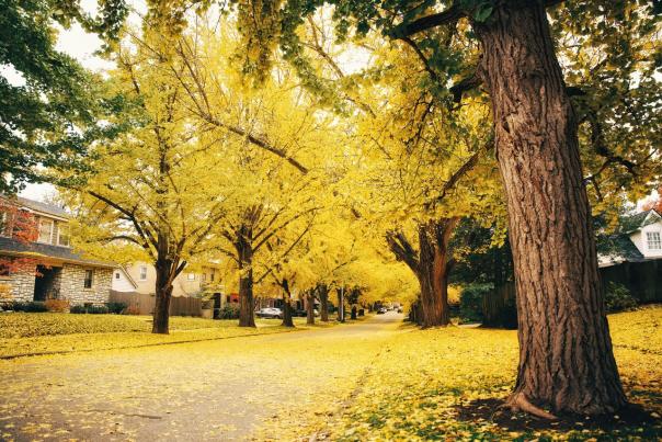 Yellow Leaves on Catalpa Road