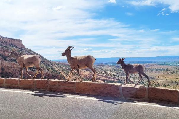 Three Desert Bighorn Sheep Walking Along Rim Rock Drive