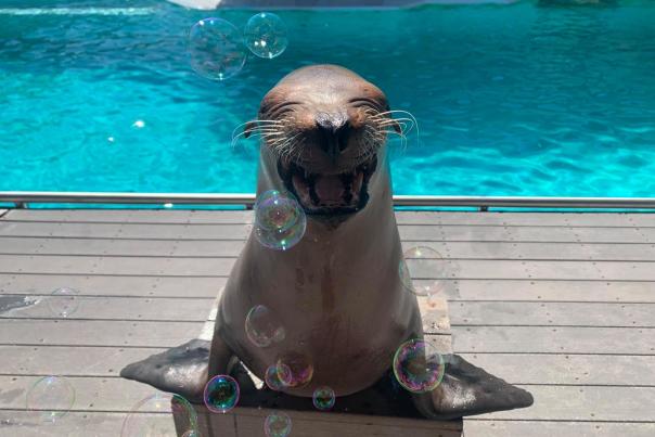 Smiling sea lion at the Oklahoma City Zoo