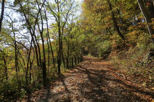 Fall on the greenway walking trail