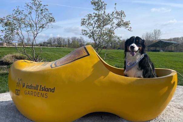 Dog in Wooden Shoe at Windmill Island Gardens