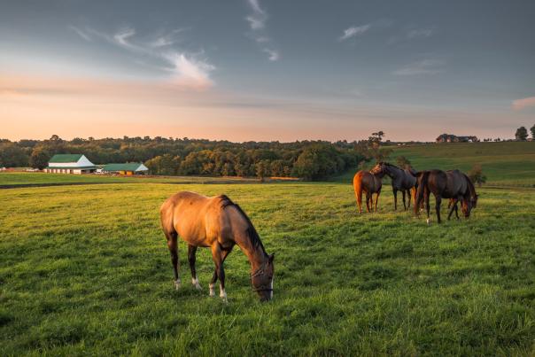 Horses grazing on green grass in the Bluegrass