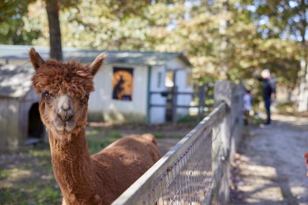 Coonamessett Farm Llama