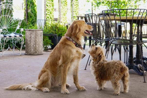 dog-friendly restaurants