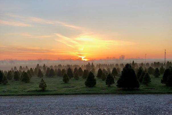 Cottrell's Christmas Tree Farm