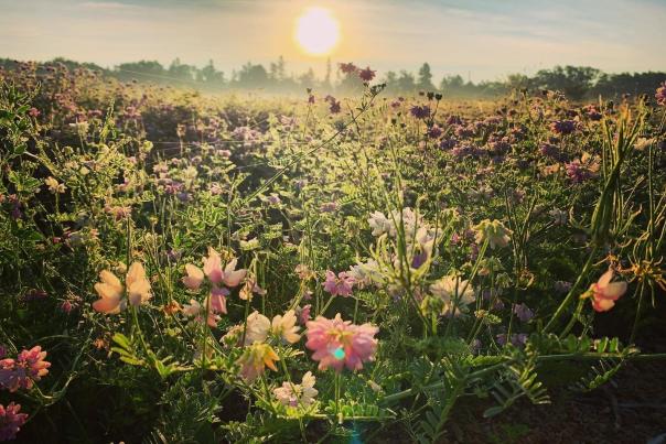Looking for wildflowers? Find out the best spots to find them with our guide to wildflowers in the Stevens Point Area.