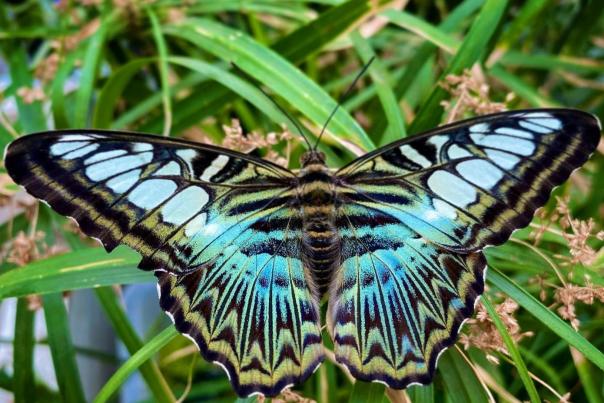 A beautiful blue butterfly perches on a plant at the Botanical Conservatory in Fort Wayne, Indiana. Photo by @@laurenofthelakes
