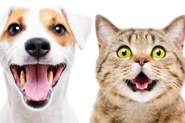 Portrait of cute dog Jack Russell Terrier and cheerful cat Scottish Straight isolated on white background