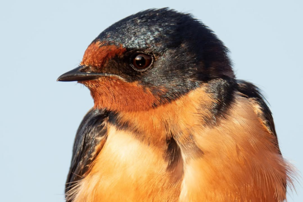 Glacier Ridge Bird Ig: @aaron_shelter_