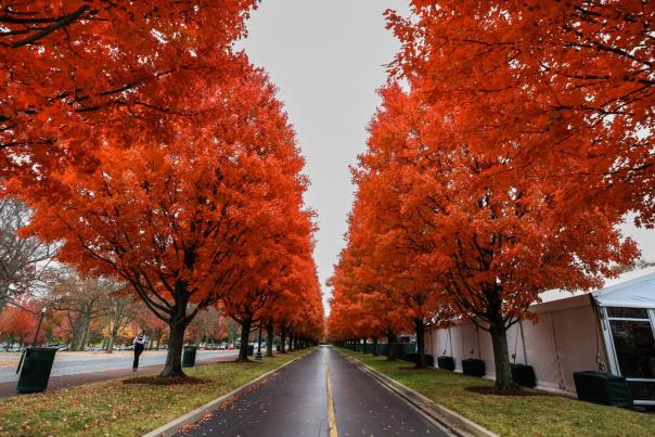 Fall