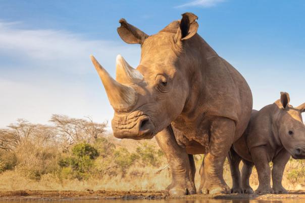 White Rhinos Zoo Knoxville