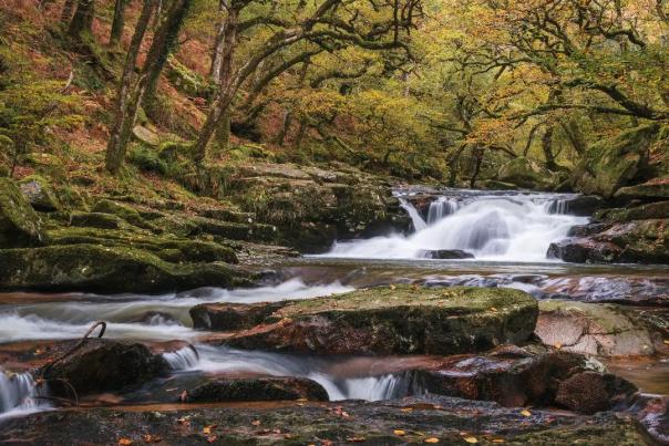 Beautiful Autumn colour in a Dartmoor tree lined valley