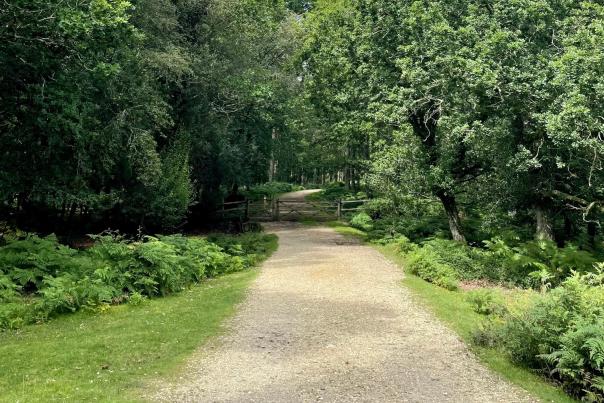 Pathway at Millyford Bridge in the New Forest on a summers day