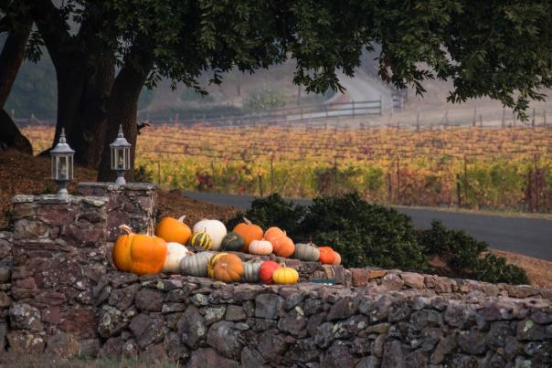 Pumpkins_SonomaValley