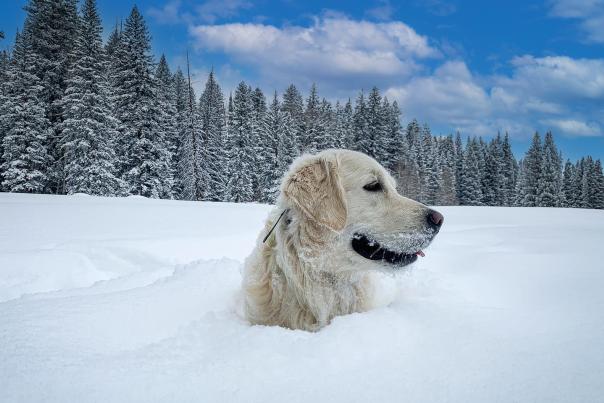 Dog in the Snow