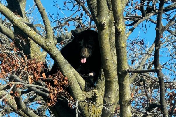 Mr Reeves Black Bear Menominee Park Zoo