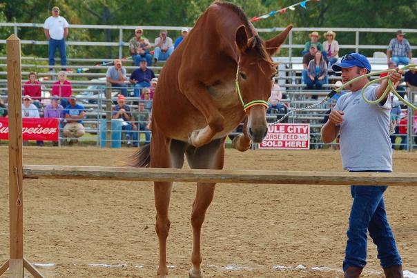 A mule jumping during the Mule Days festival in Benson, NC.