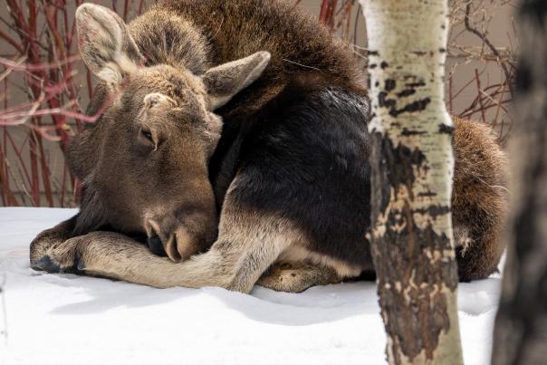 Moose lying down