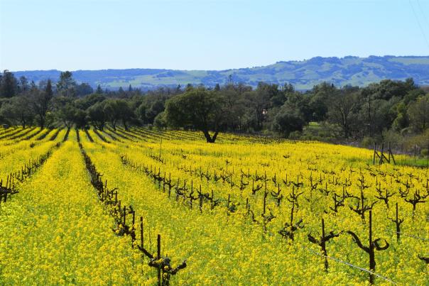 Mustard_SonomaValley