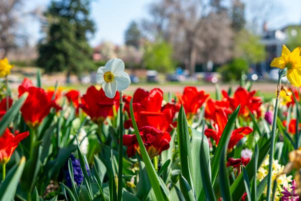 CSU Trial Gardens