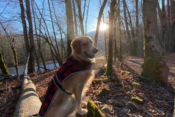 Pet Friendly Hike