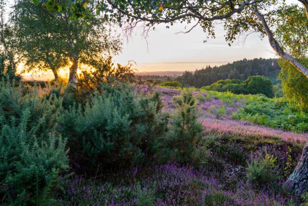 Heathland in a summer sunset in the New Forest