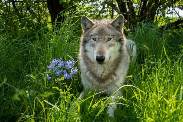 Wolf Park