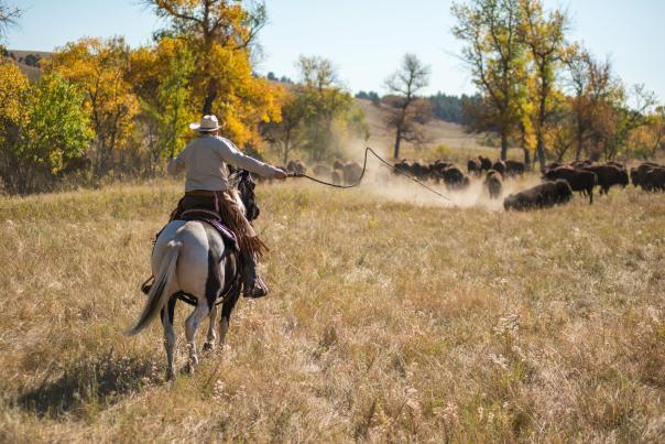 Cowboy on horseback chasing bison through a valley in custer state park