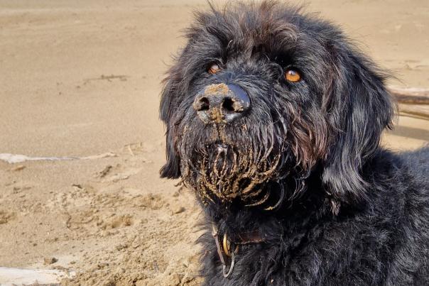 Chief Brody shares his favourite dog walking spots in North Devon