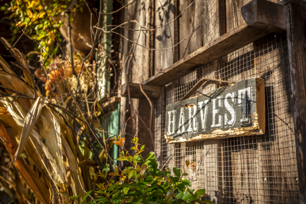 Harvest sign in Gold Hill