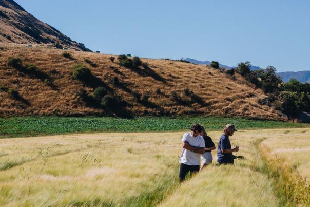 Grain Growing with Canyon Brewing